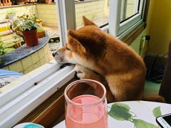 -喜柴咖啡·柴犬狗咖