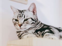 -猫咪派对(江南西店)