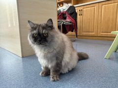 -佑安动物医院·全科·内窥镜中心(幸福巷店)