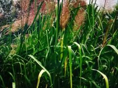 -白鹭湾湿地公园