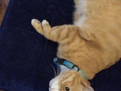 -Sirena海妖日咖夜酒