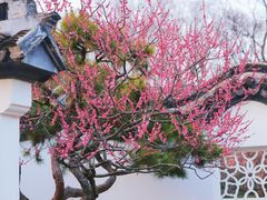 -梅花山(明孝陵内)