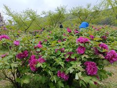 -苏州上方山国家森林公园