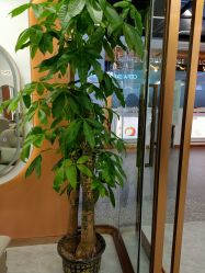 -希梵尔头皮抗衰·科技养发