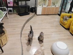 -十年猫舍·猫咪专门店(普陀店)