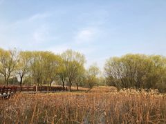 -长兴太湖图影湿地文化园