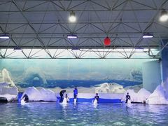 -秦皇岛乐岛海洋王国