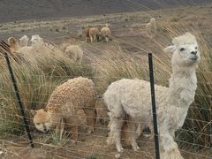 -新疆天山野生动物园