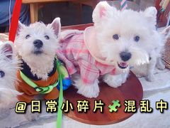 -卷耳咖啡