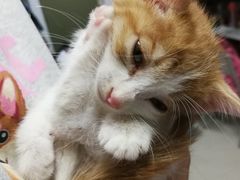 -猫大福·Fortune Cat猫舍(百子湾店)