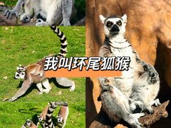 -上海野生动物园