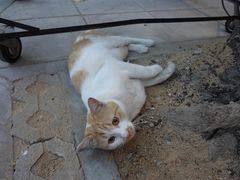 -五世皇金柚木行宫(维护中)