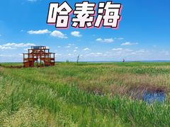 -哈素海