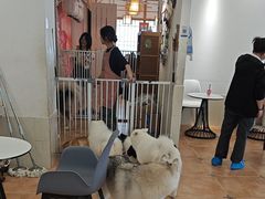-Let's go狗咖·猫咖·奶狗·桌游(春熙路IFS店)