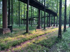 -黄海国家森林公园