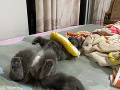 -联合动物医院(光谷诊疗中心)
