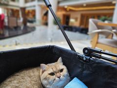 -威斯汀舞台餐厅