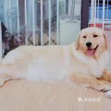 魔都探店｜一次就能撸到20多只狗狗的萌宠店