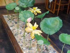 -素心斋素食餐厅