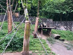 -都江堰中华大熊猫苑