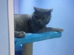 iphone_upload_pic-喵的天空名猫咖啡馆·撸猫·猫舍·用品