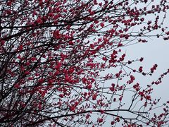 -大渡口区义渡公园