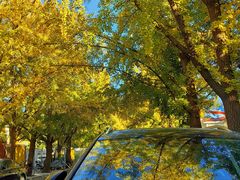 -三里屯东五街银杏大道