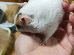 -藦茜花园宠物主题亲子互动体验馆(国顺东路店)