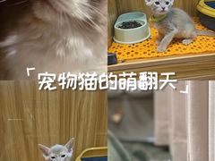 -欣宠猫屋·矮脚拿破仑·蓝金金渐层