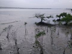 -宝安西湾红树林湿地公园
