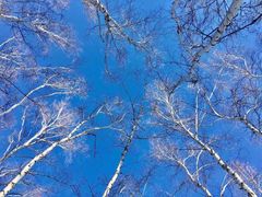 -乌兰布统景区-白桦林