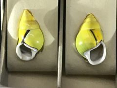 -青岛贝壳博物馆
