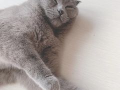 -纳吉亚猫专科动物医院·北北分院