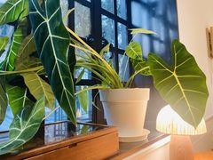 -一尺花园(安和花园店)