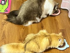-猫十亿·布偶金渐层·曼基康矮脚猫舍(青年路店)