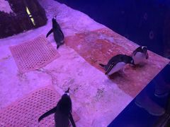 -暹罗海洋世界