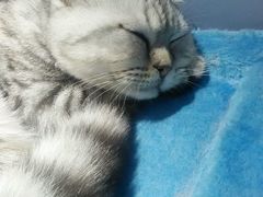 android_upload_pic-喵的天空名猫咖啡馆·撸猫·猫舍·用品