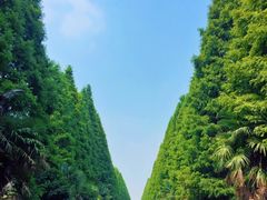 -黄海国家森林公园