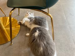 -飞行喵MR PILOT|猫舍·猫咖(静安大融城店)