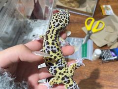 -酷以爬仙阁实体爬宠店·守宫·蜥蜴·专业繁育