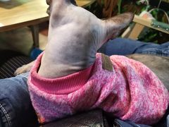 -李小姐の猫咖啡馆(五角场店)