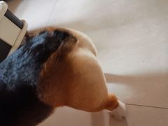 -宠福鑫康馨动物医院·骨科·眼科