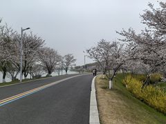 -羊山湖公园
