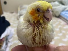 -瑞派·关忠动物医院·异宠专科·犬猫肿瘤·皮肤专科(望京店)