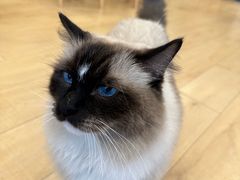 -Let's go狗咖·猫咖·奶狗·桌游(春熙路IFS店)