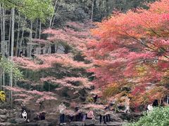 -杭州植物园