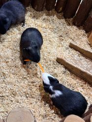 -Zoolung Zoolung动物主题公园(海信广场店)