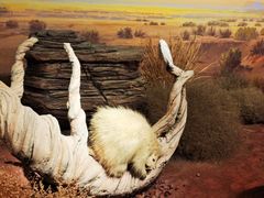 -陕西自然博物馆