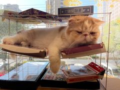 -CAT’S MEWSTAR CAFE·喵星球猫屋(晴湾咖啡店)