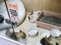-屋虎猫馆(宝安大仟里店)